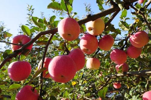 加力果和苹果哪个营养价值高(加力果和苹果哪个好吃)