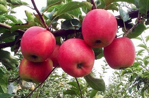 加力果和苹果哪个营养价值高(加力果和苹果哪个好吃)