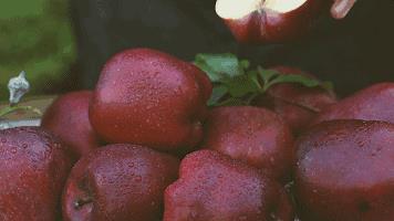 加力果和苹果哪个营养价值高(加力果和苹果哪个好吃)