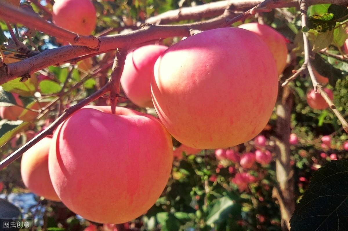 加力果和苹果哪个营养价值高(加力果和苹果哪个好吃)