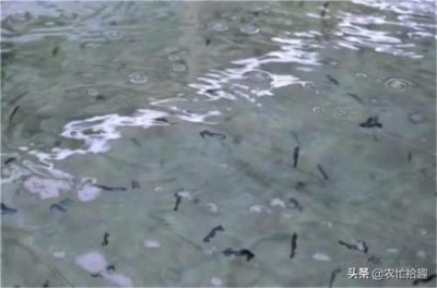 ​海马多少钱一克(海马多少钱一斤)