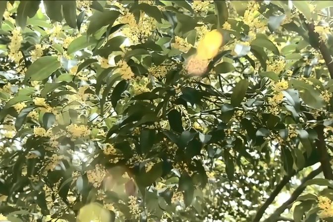 十里飘香指的是什么花-(十里飘香指的是什么花图片)