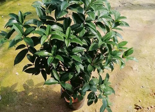 十里飘香指的是什么花-(十里飘香指的是什么花图片)