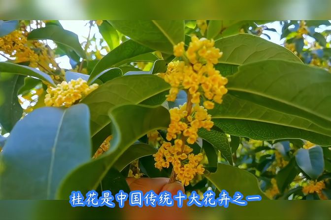 十里飘香指的是什么花-(十里飘香指的是什么花图片)