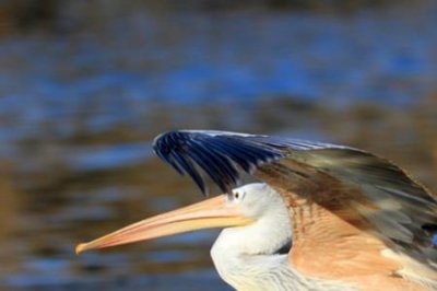 ​索尼rx10m4拍鸟最合适的距离