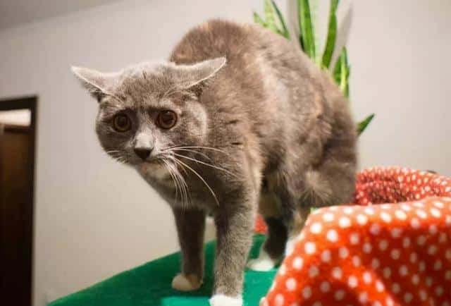 猫把背拱起来是为什么(猫把背拱起是什么原因)