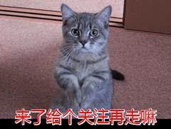 猫把背拱起来是为什么(猫把背拱起是什么原因)