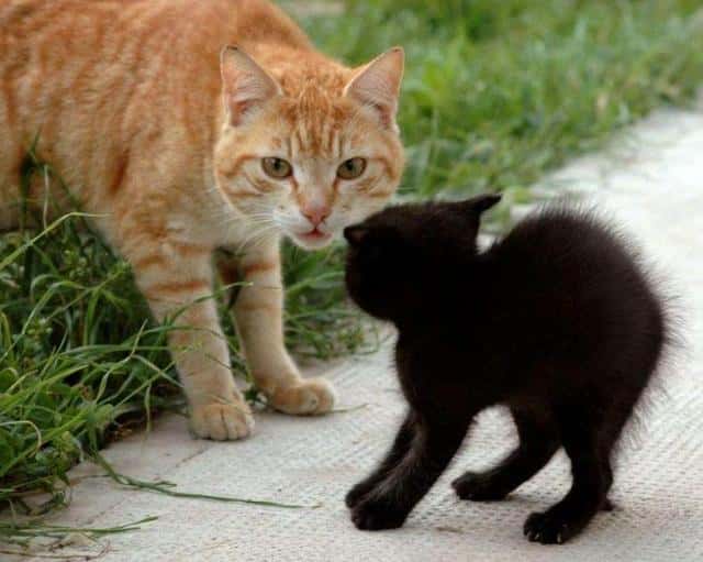 猫把背拱起来是为什么(猫把背拱起是什么原因)