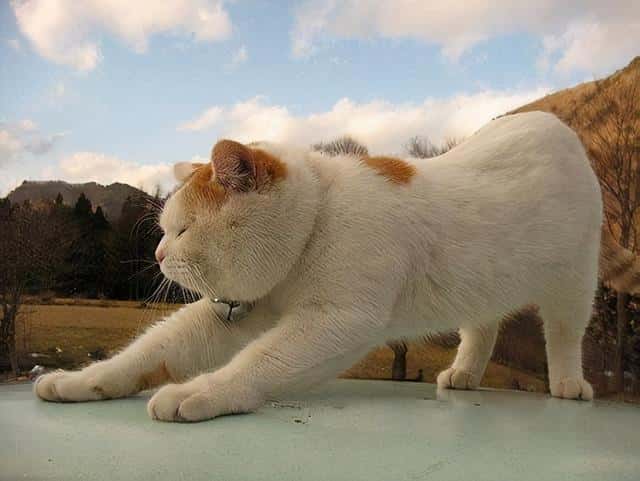 猫把背拱起来是为什么(猫把背拱起是什么原因)