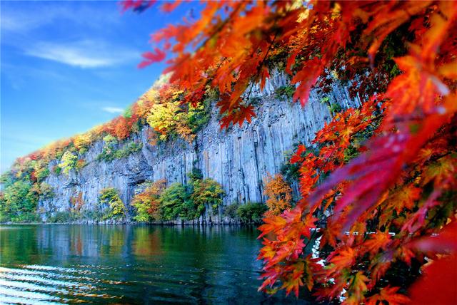 枫叶的特点简介（霜叶红于二月花）(4)