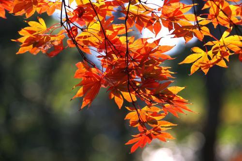 枫叶的特点简介（霜叶红于二月花）(28)