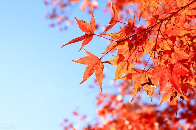 枫叶的特点简介（霜叶红于二月花）(31)