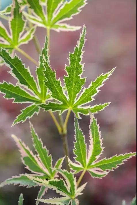 枫叶的特点简介（霜叶红于二月花）(22)