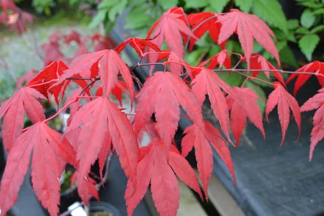 枫叶的特点简介（霜叶红于二月花）(8)