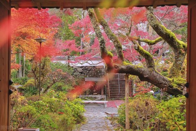 枫叶的特点简介（霜叶红于二月花）(16)