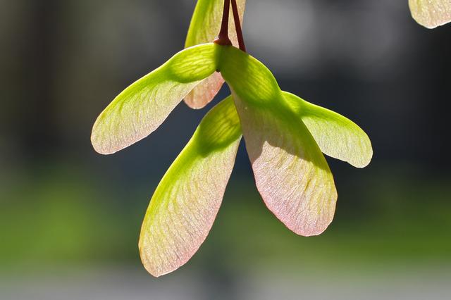 枫叶的特点简介（霜叶红于二月花）(12)