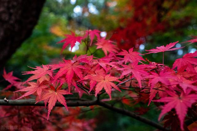 枫叶的特点简介（霜叶红于二月花）(34)