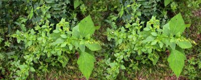 ​天名精的功效与作用 天名精的用法用量