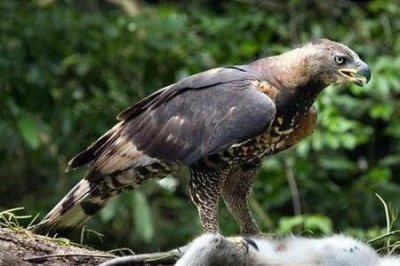 ​阿根廷巨鸟的祖先