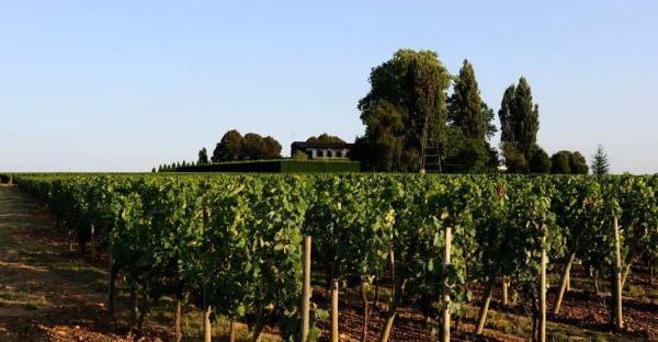 红酒品牌排行榜（世界顶级十大红酒排行榜）(19)