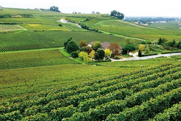 红酒品牌排行榜（世界顶级十大红酒排行榜）(49)