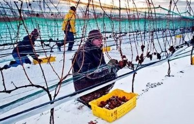 ​品丽珠冰酒价格