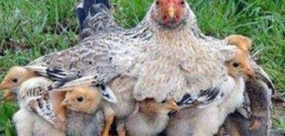 ​陛是什么意思(陛下的陛的拼音)