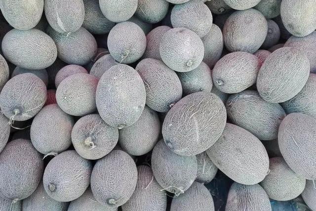 北京额济纳旅行攻略（额济纳最全旅游攻略）(11)