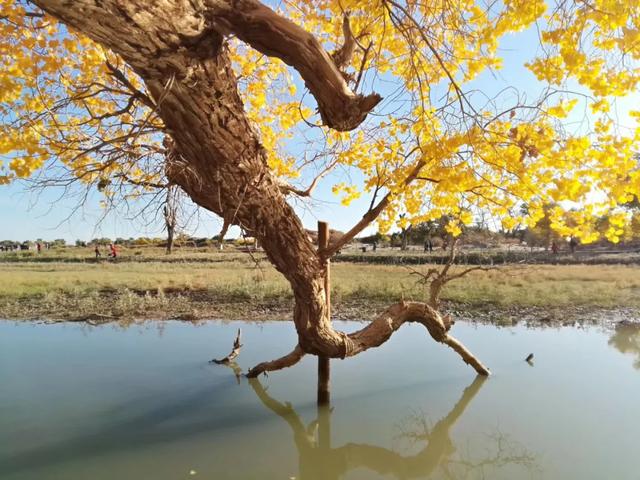 北京额济纳旅行攻略（额济纳最全旅游攻略）(4)