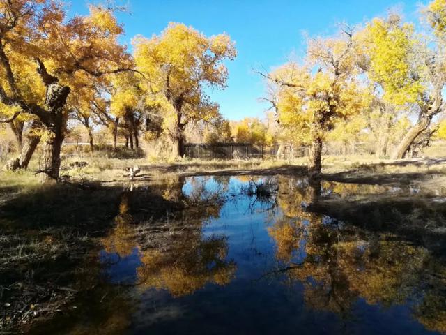 北京额济纳旅行攻略（额济纳最全旅游攻略）(8)