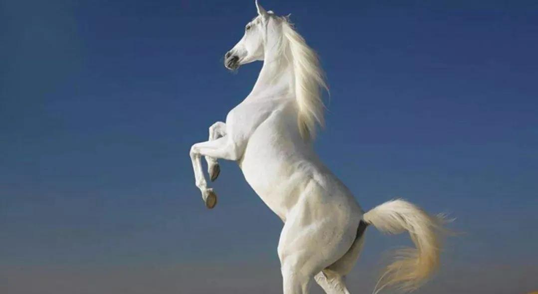 赵云的马叫什么(赵云的坐骑是什么马)