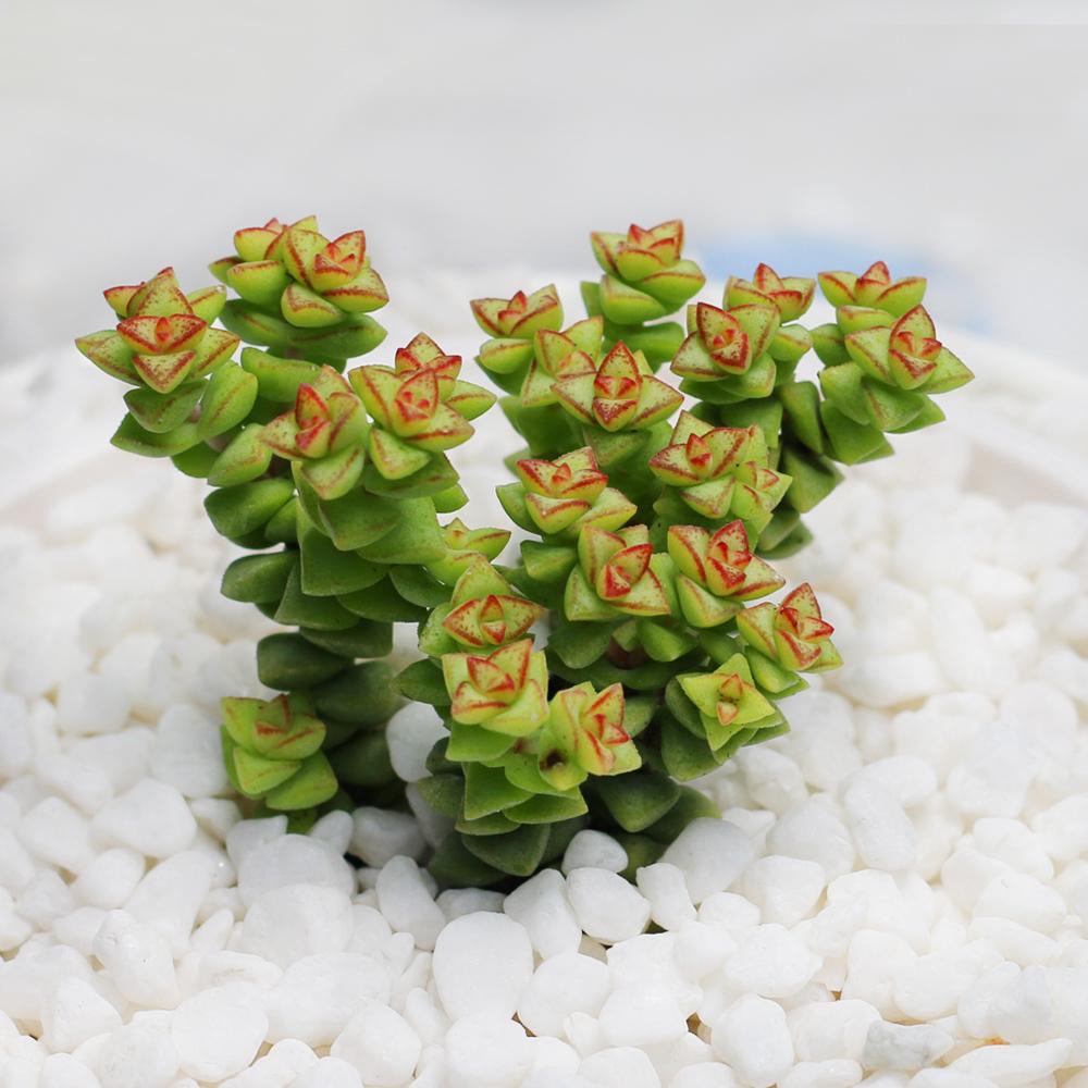 多肉浇水原则(多肉正确的浇水方法详细步骤)