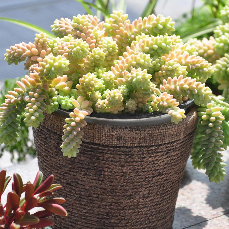 多肉浇水原则(多肉正确的浇水方法详细步骤)