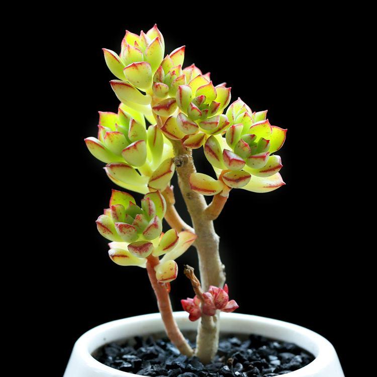 多肉浇水原则(多肉正确的浇水方法详细步骤)