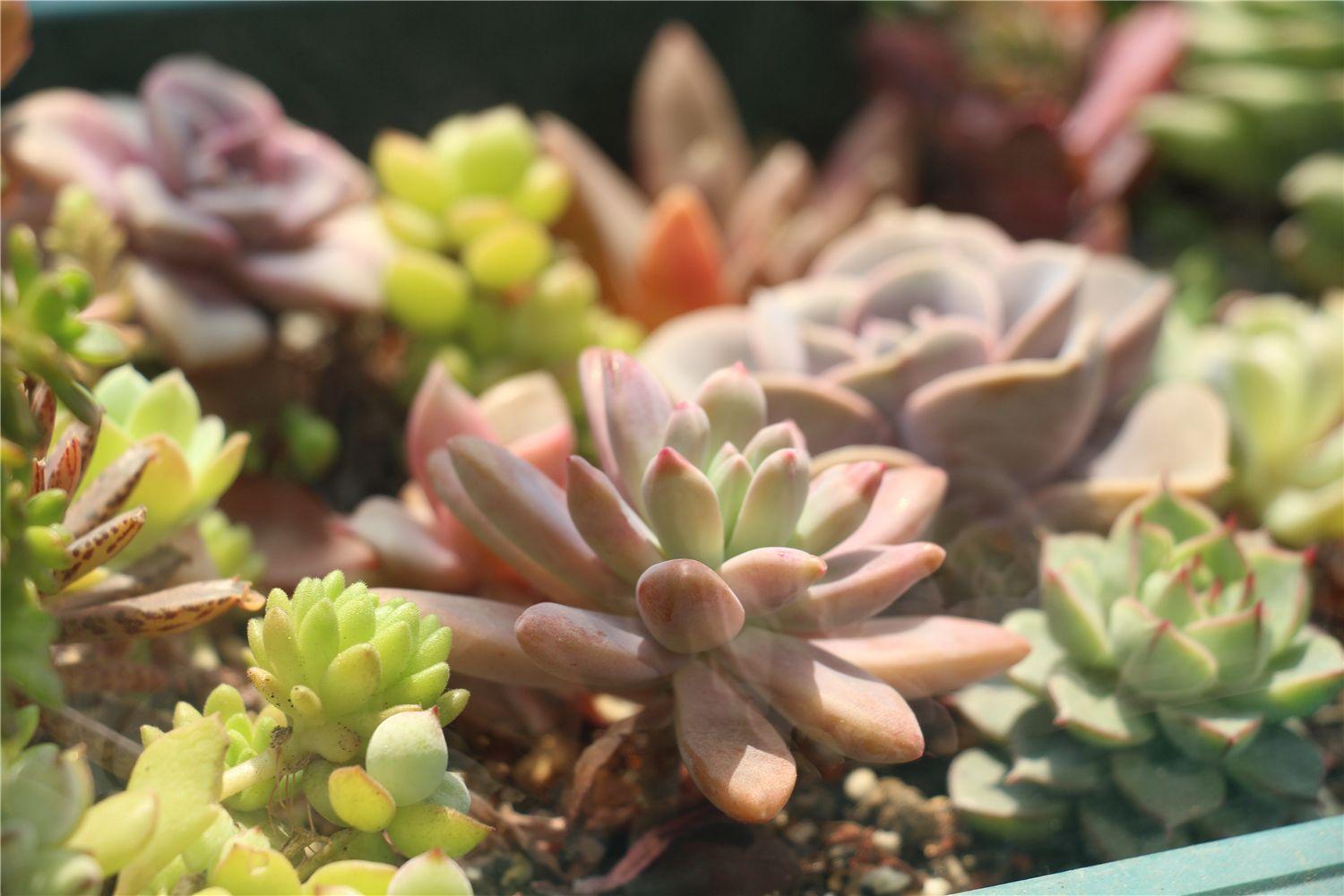 多肉浇水原则(多肉正确的浇水方法详细步骤)