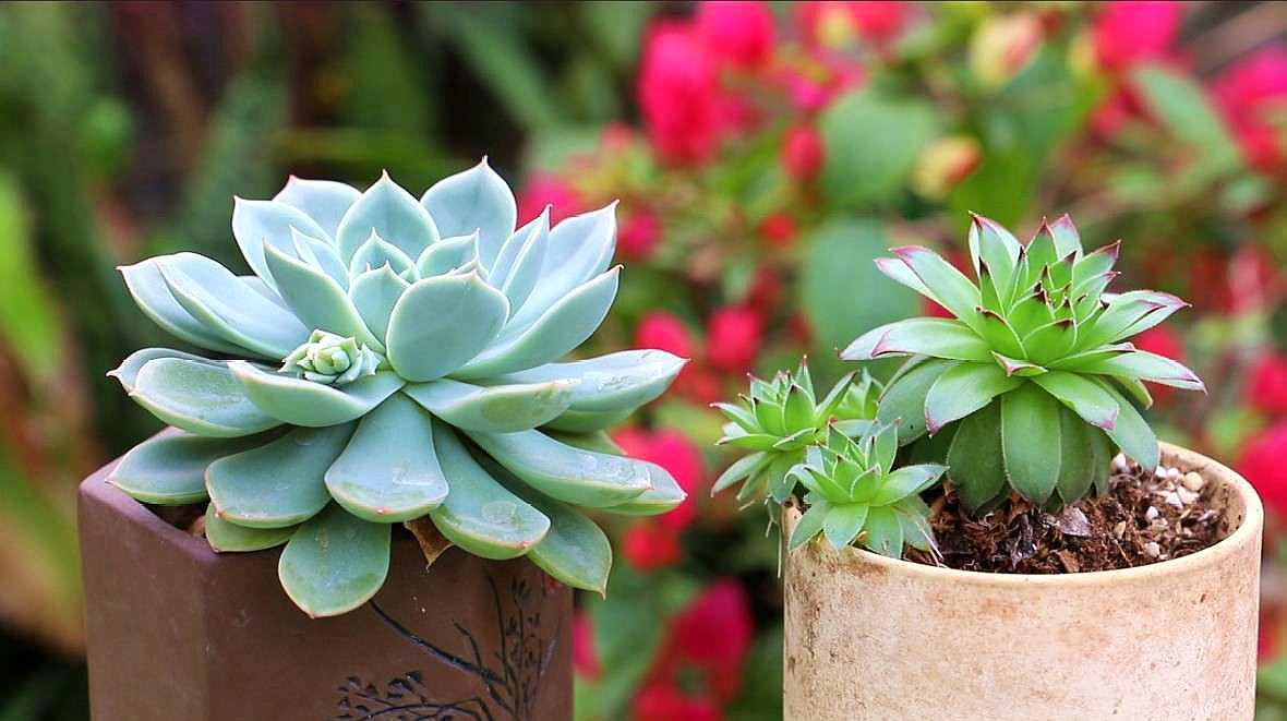 多肉浇水原则(多肉正确的浇水方法详细步骤)