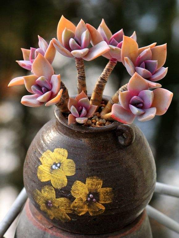 多肉浇水原则(多肉正确的浇水方法详细步骤)