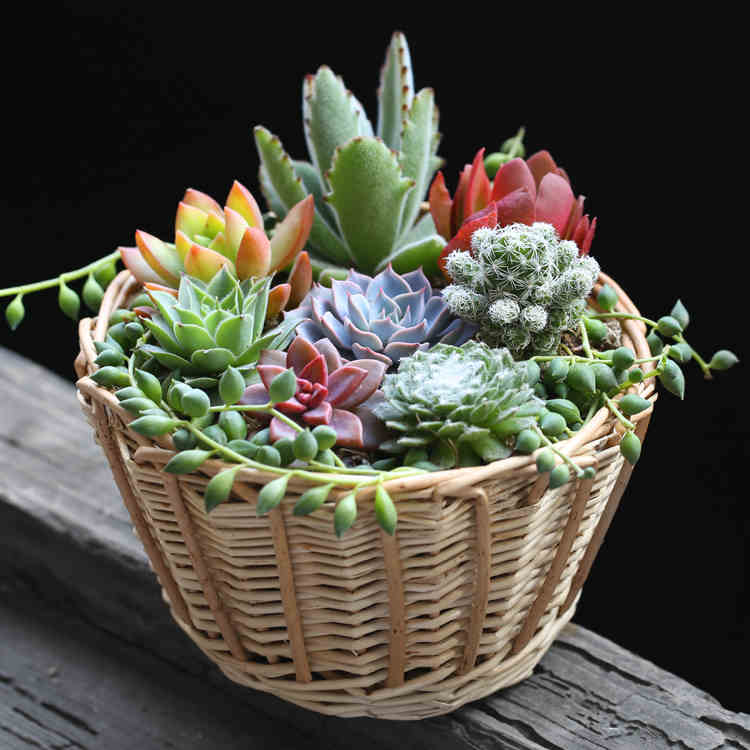 多肉浇水原则(多肉正确的浇水方法详细步骤)