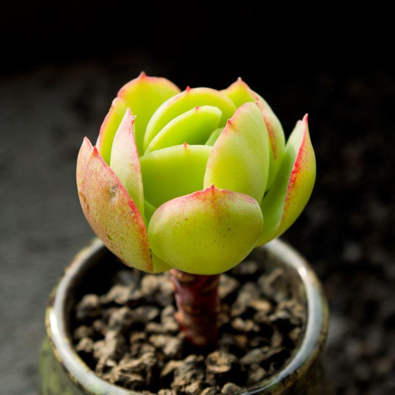 多肉浇水原则(多肉正确的浇水方法详细步骤)