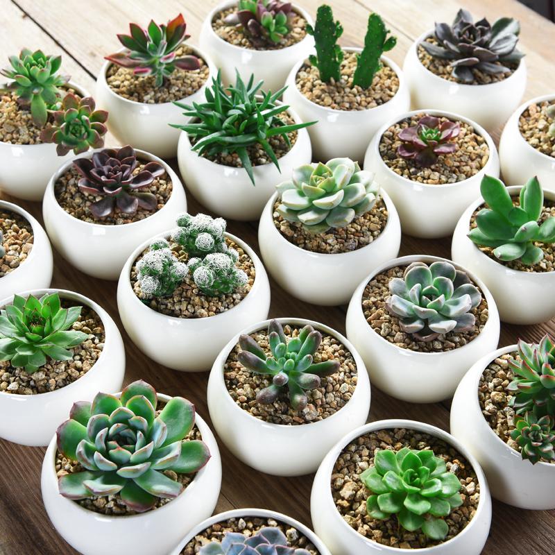 多肉浇水原则(多肉正确的浇水方法详细步骤)