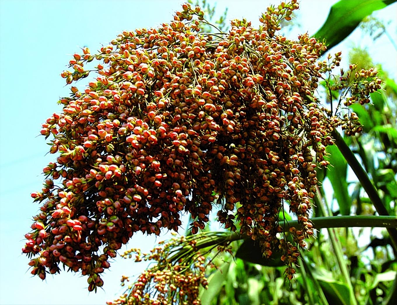 茅台白酒杯子一杯是多少毫升(一个茅台杯是多少毫升)