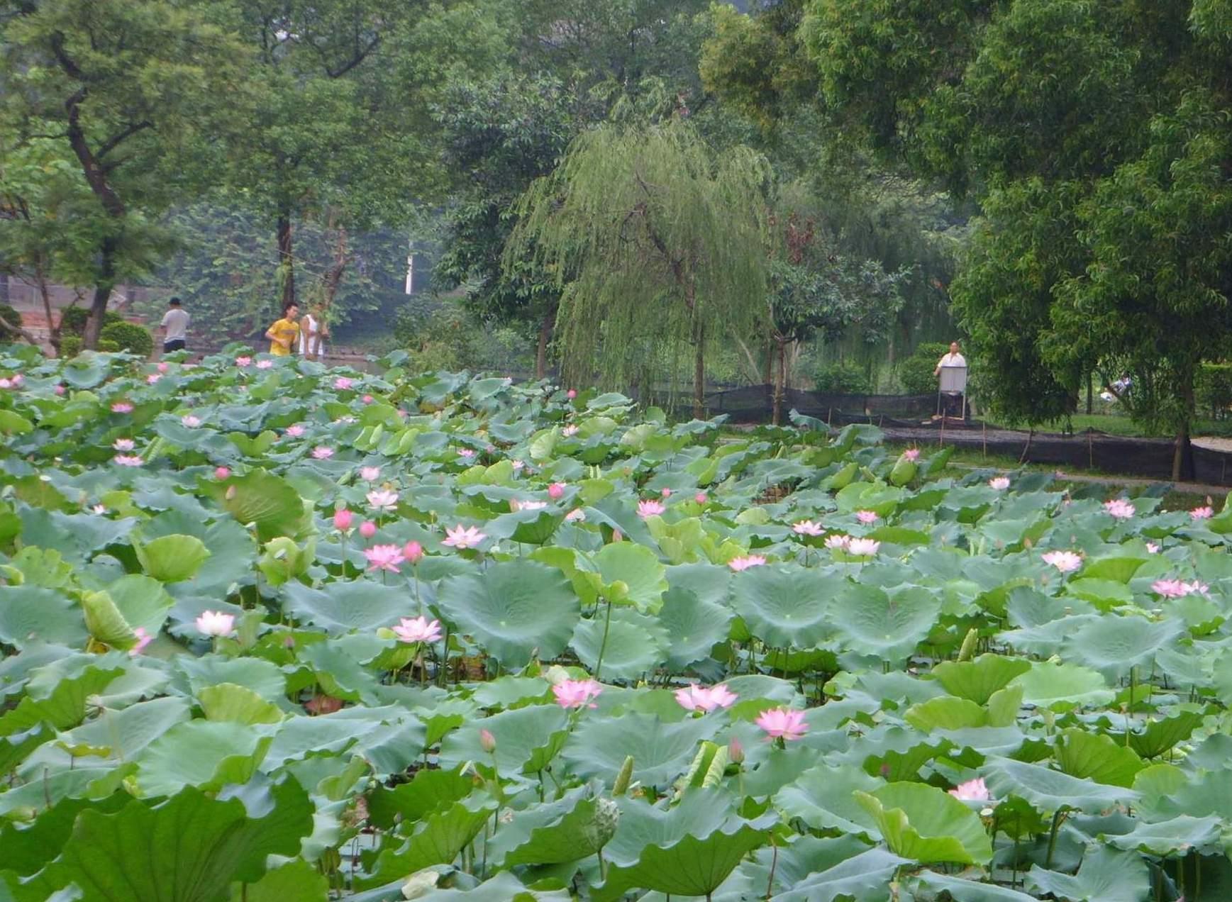 荷叶为什么会出淤泥而不染（荷叶的叶面为什么不沾水）
