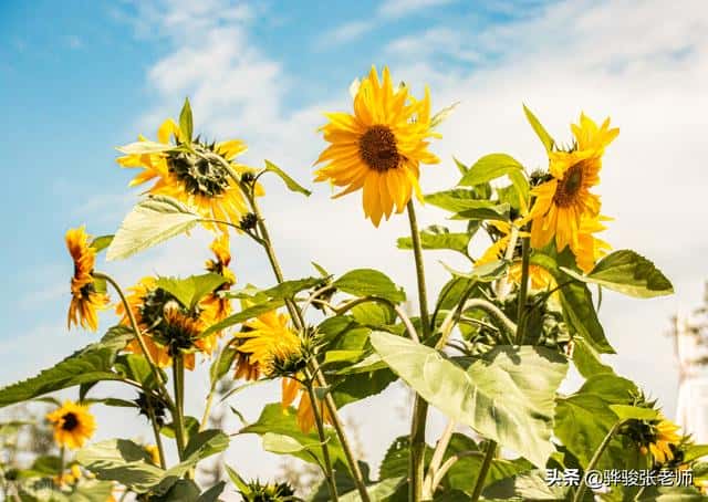 焦作大学的王牌专业是什么(焦作大学是本科吗)