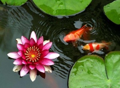 ​描述观赏鱼的诗句（关于鱼的诗句有哪些）