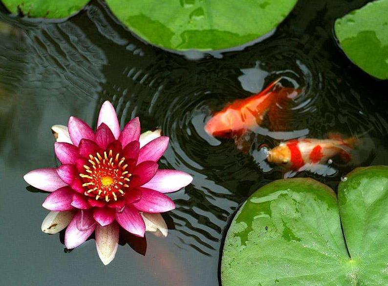 描述观赏鱼的诗句（关于鱼的诗句有哪些）