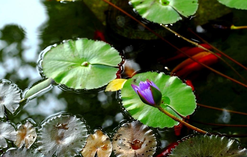 描述观赏鱼的诗句（关于鱼的诗句有哪些）