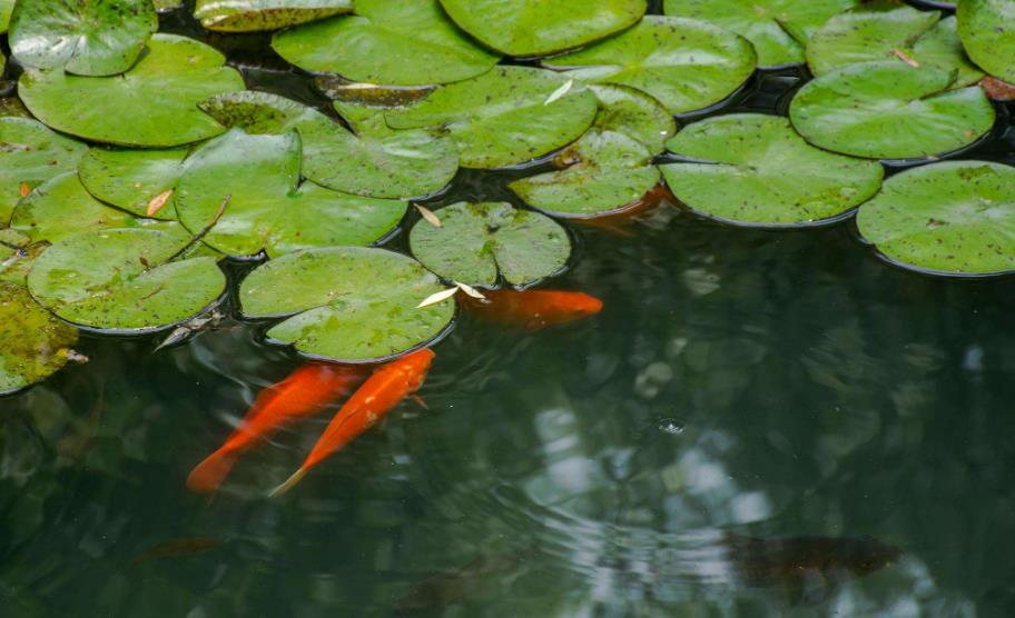 描述观赏鱼的诗句（关于鱼的诗句有哪些）