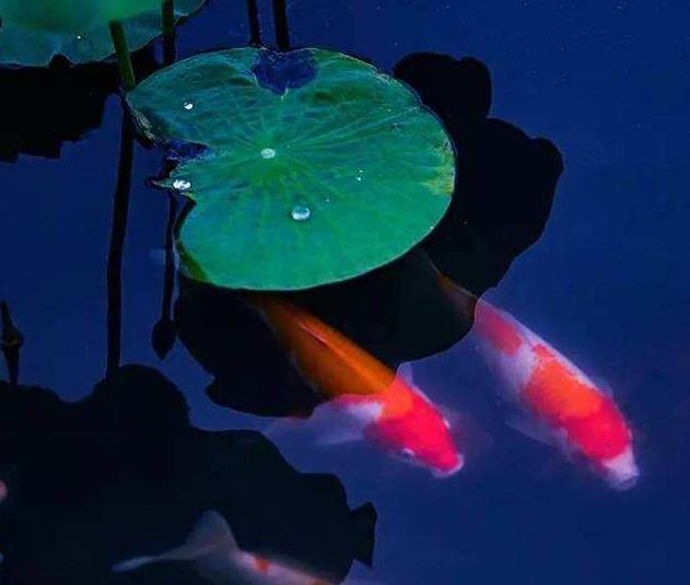 描述观赏鱼的诗句（关于鱼的诗句有哪些）