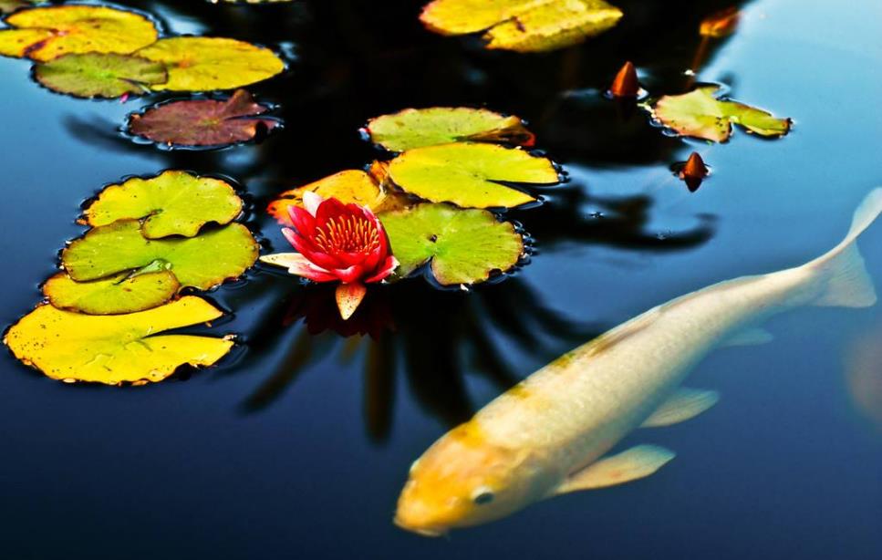 描述观赏鱼的诗句（关于鱼的诗句有哪些）