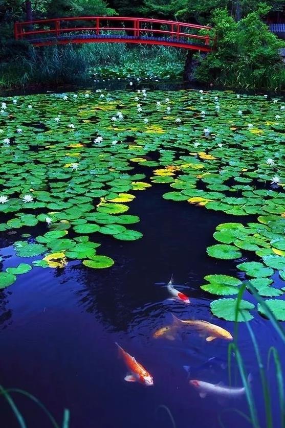 描述观赏鱼的诗句（关于鱼的诗句有哪些）